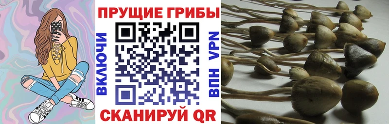 darknet состав  Сясьстрой  Псилоцибиновые грибы мухоморы 