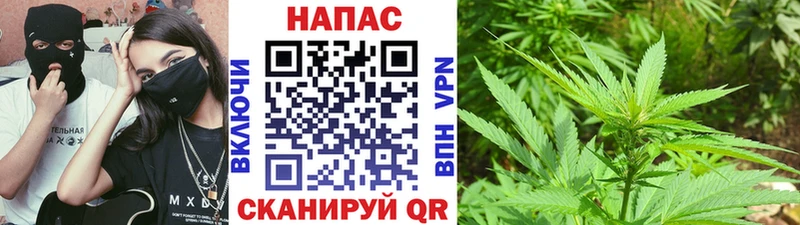Конопля сатива Сясьстрой